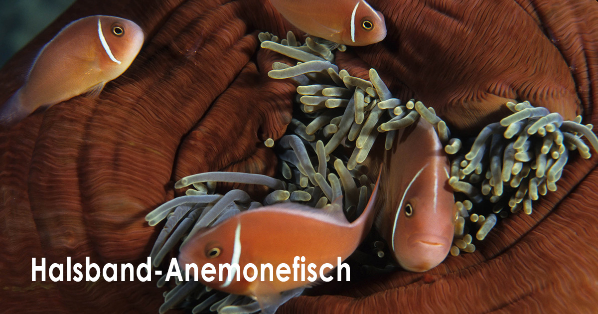 Halsband-Anemonefisch