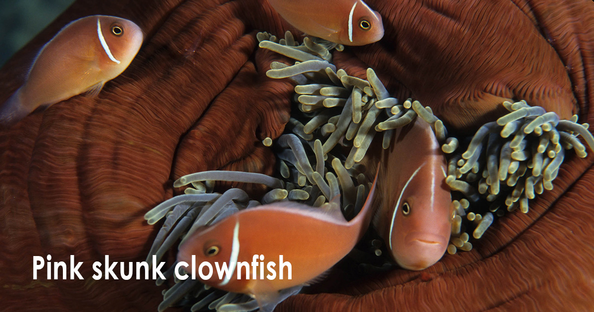 Pink skunk clownfish