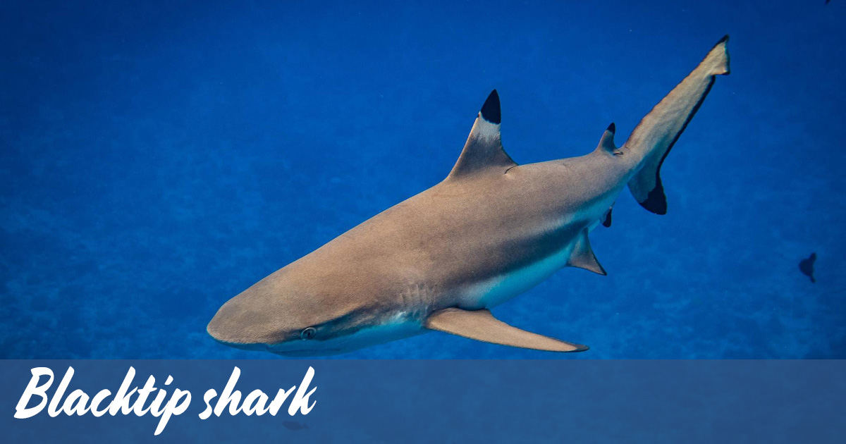 Blacktip shark around Koh Tao