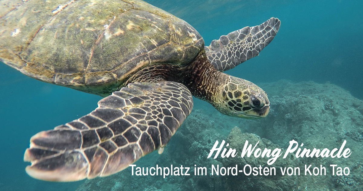 Hin Wong Pinnacle - Tauchplatz im Nord-Osten von Koh Tao