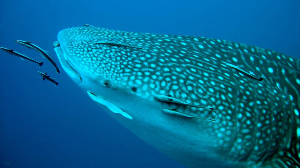 Whaleshark bei Sail Rock