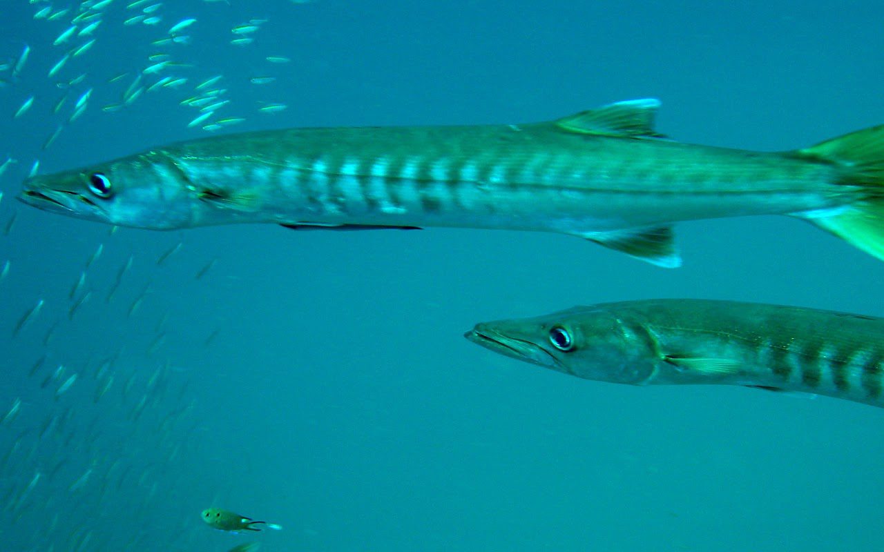 Barracudas - Marine Park