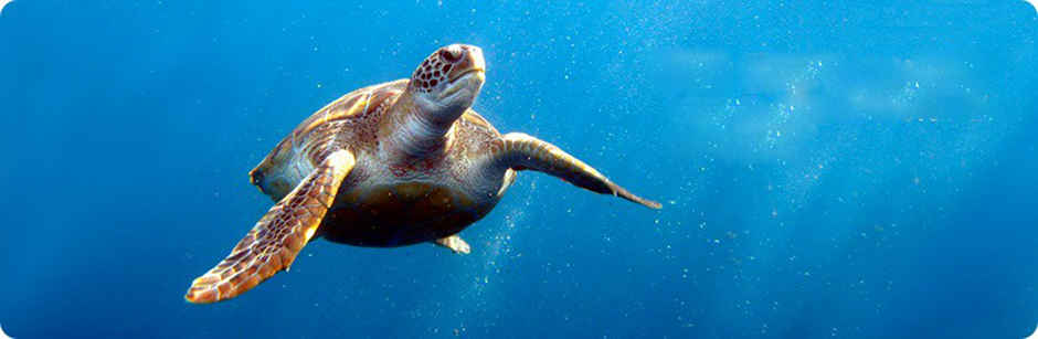 Tauchen mit Member Diving