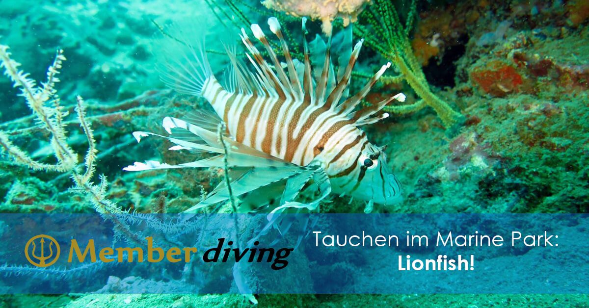 Tauchen und Tauchkurse Koh Samui
