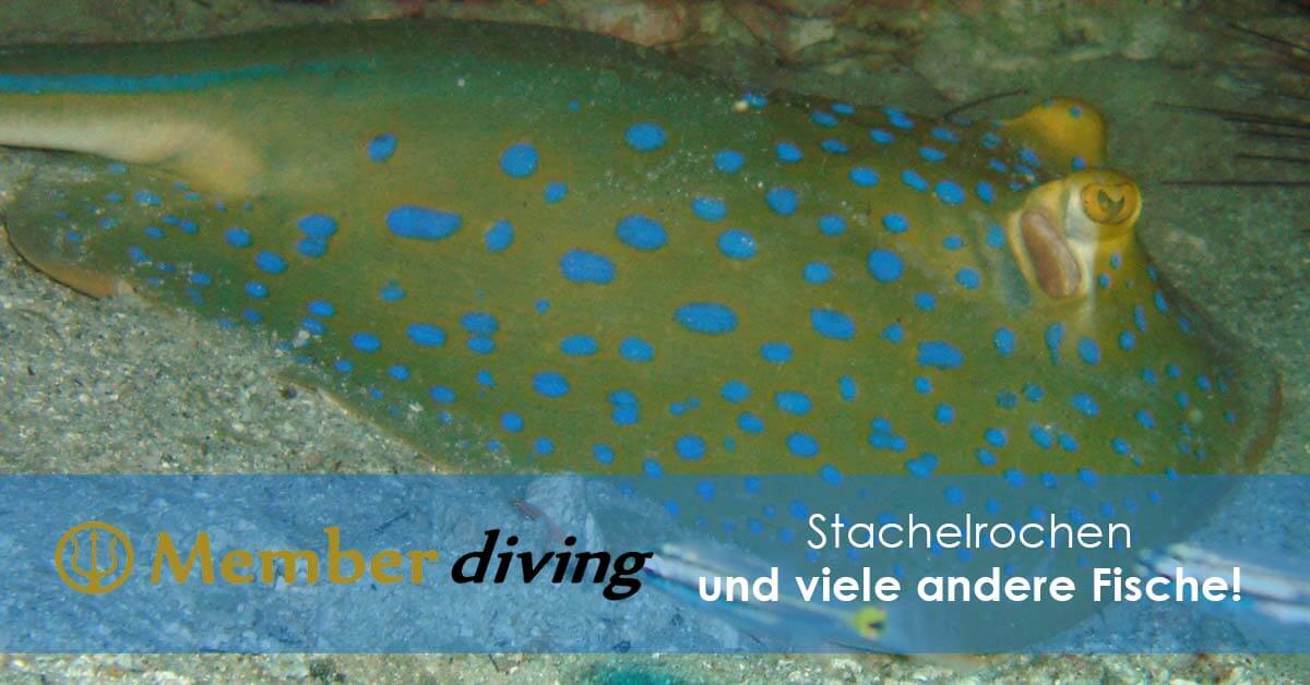 Tauchen und Tauchausflug mit Member Diving