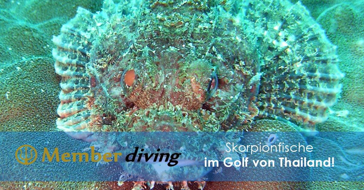 Tauchen mit Member Diving