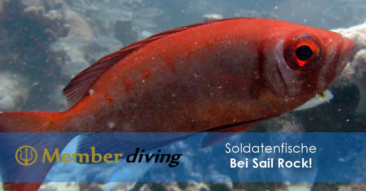 Tauchen mit Member Diving