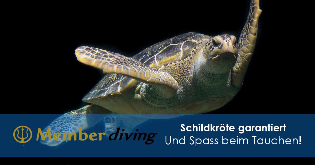 Tauchen mit Member Diving
