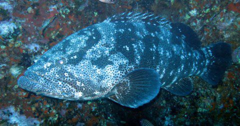 Member Diving Tauchausflug