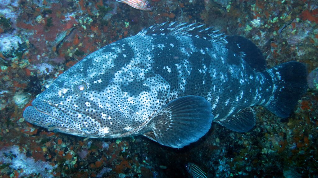 Member Diving Tauchausflug