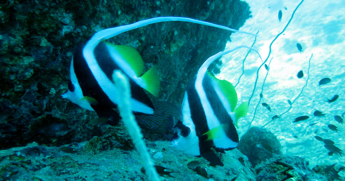 Diving with Member Diving