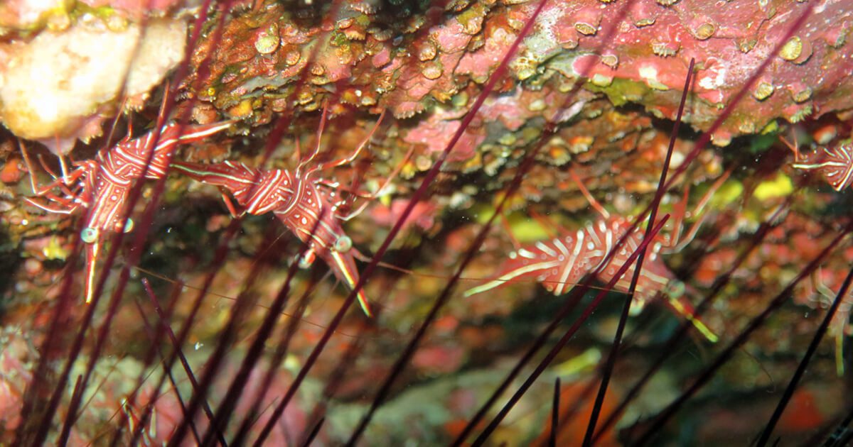 Tauchen mit Member Diving