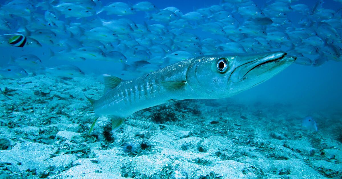 Diving with Member Diving