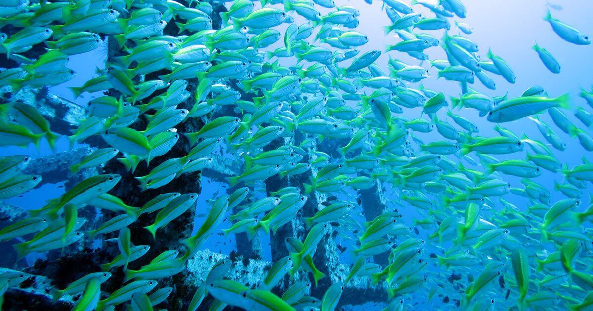 Diving with Member Diving