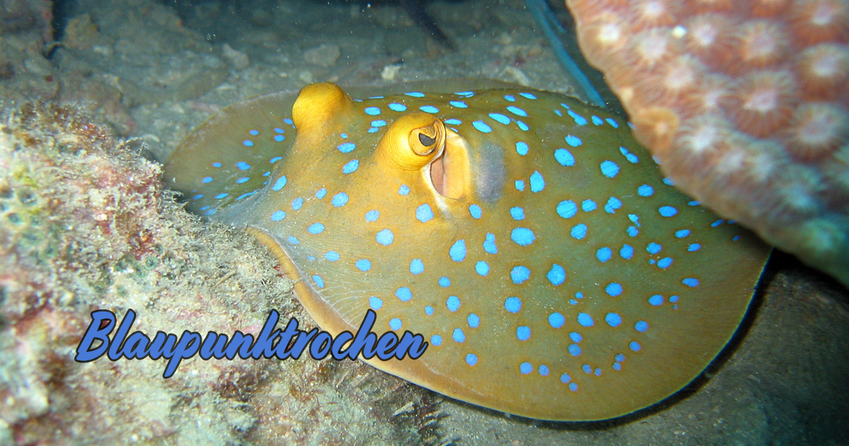 Blaupunktrochen