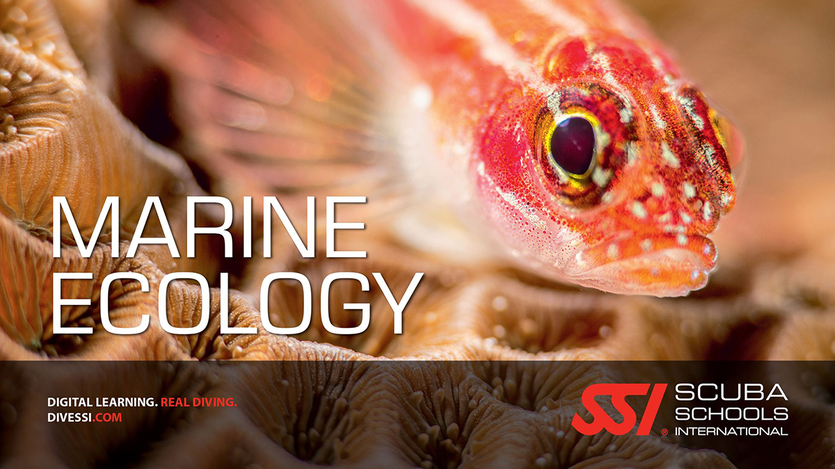 Marine Ecology / Underwater Naturalist