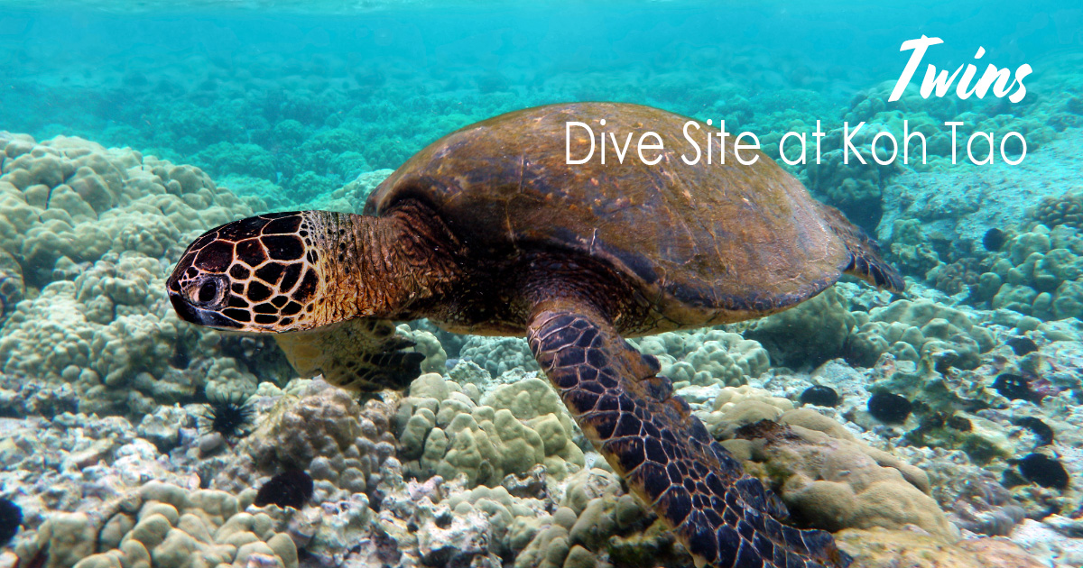 Twins Dive Site at Koh Tao