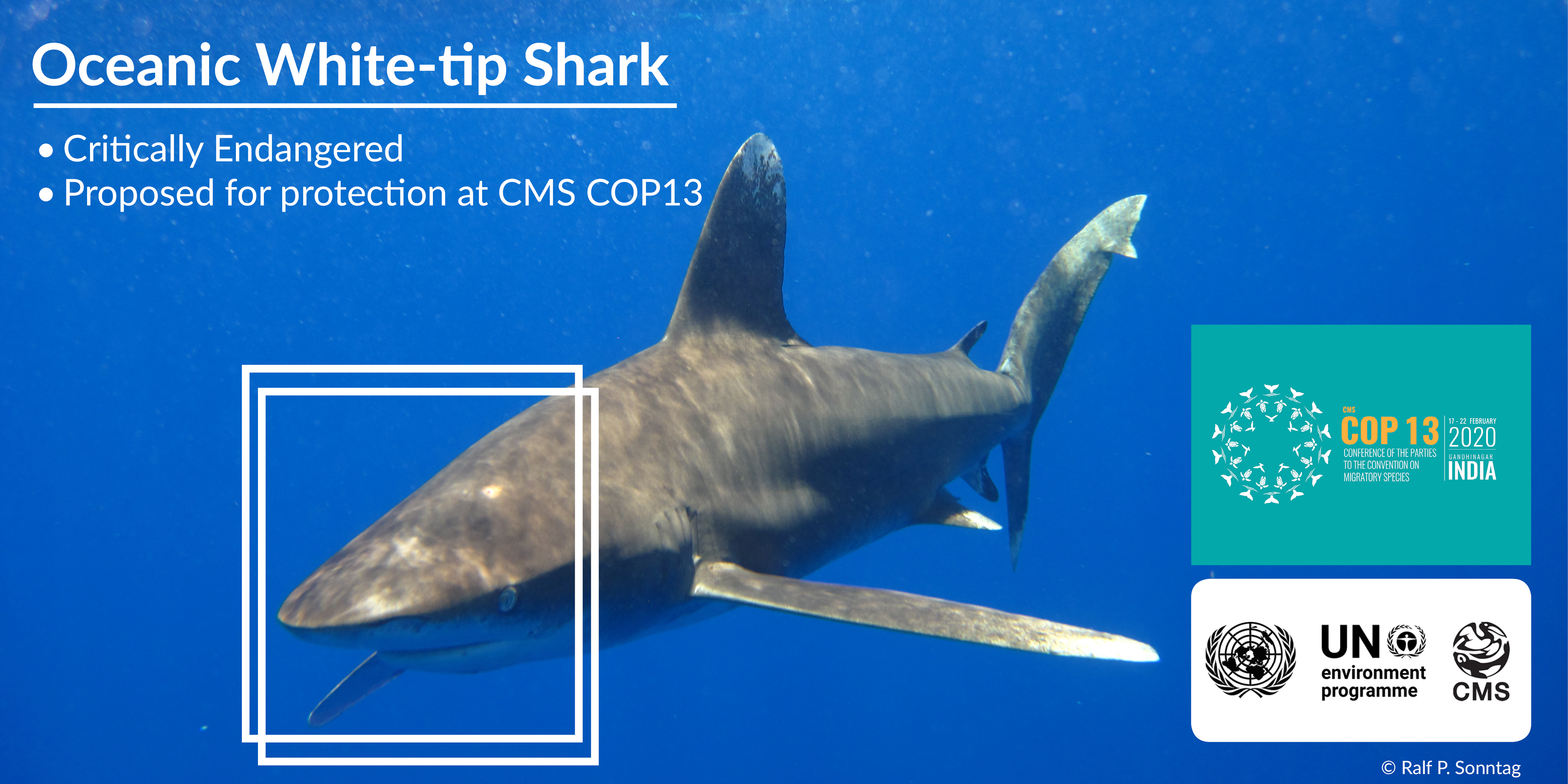 Oceanic White-tip Shark Oceanic White-tip Shark