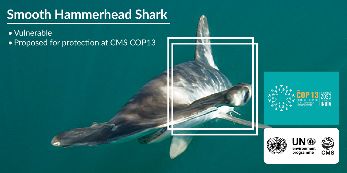Smooth Hammerhead Shark Smooth Hammerhead Shark