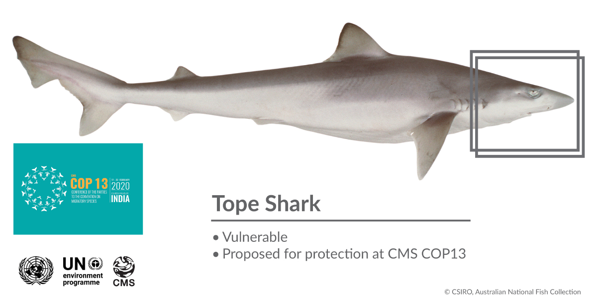 Tope Shark (oder school shark) Tope Shark (oder school shark)
