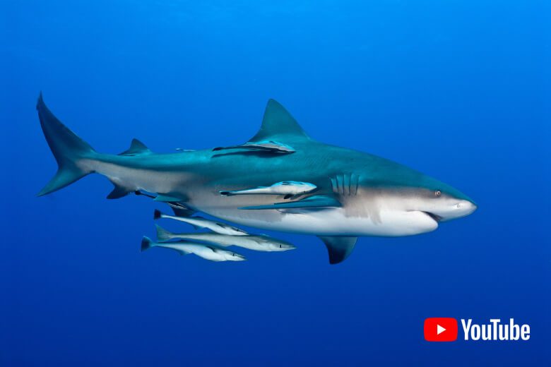 Bullsharks at Sail Rock - Video on Youtube