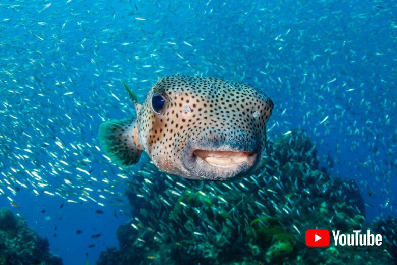 Member Diving - Ihre Tauchschule - Video on Youtube