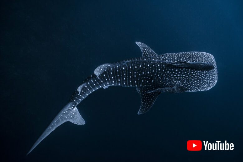Whale Shark at Sail Rock