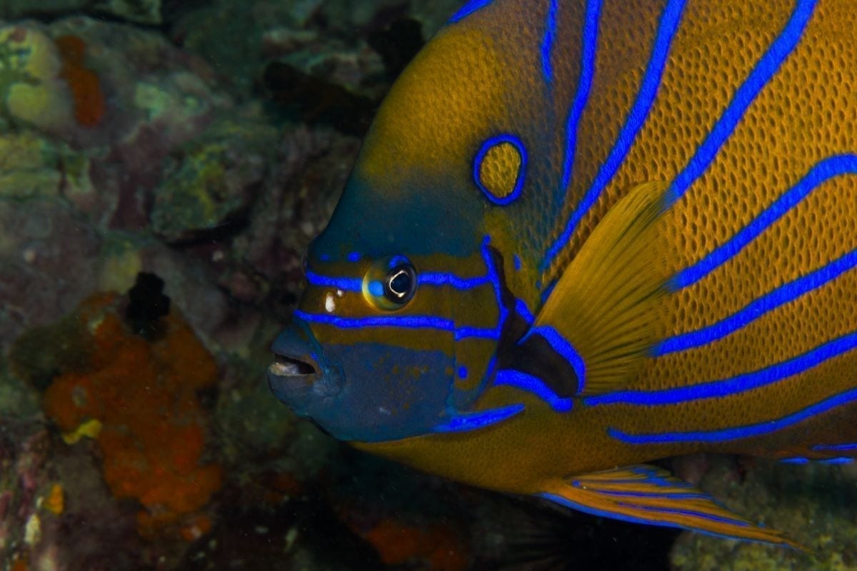 Koh Tao Übernachttour für zertifizierte Taucher, 3 Tage, 2 Nächte