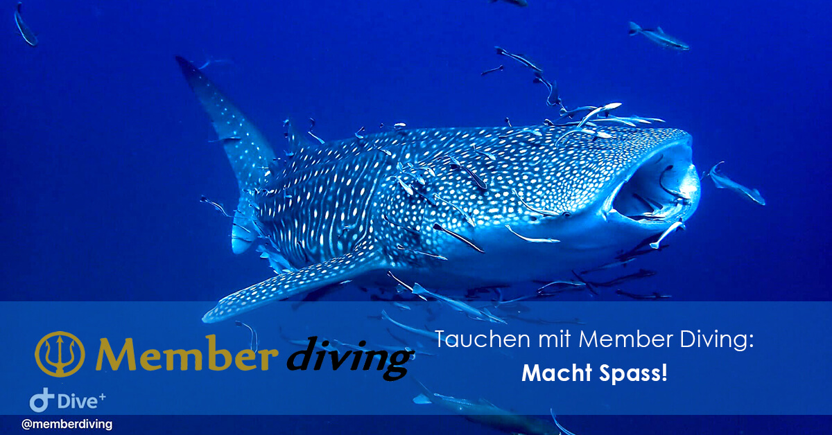 Tauchen mit Member Diving macht Spass