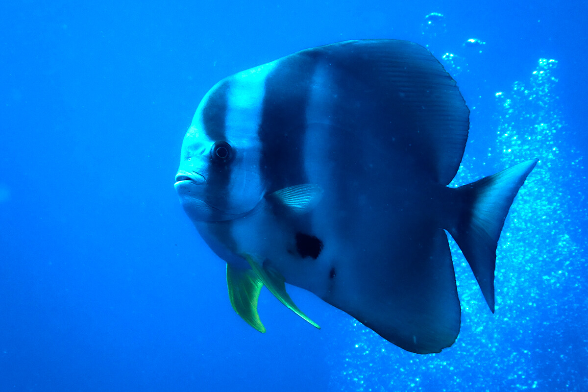 Fledermausfische (Platax)