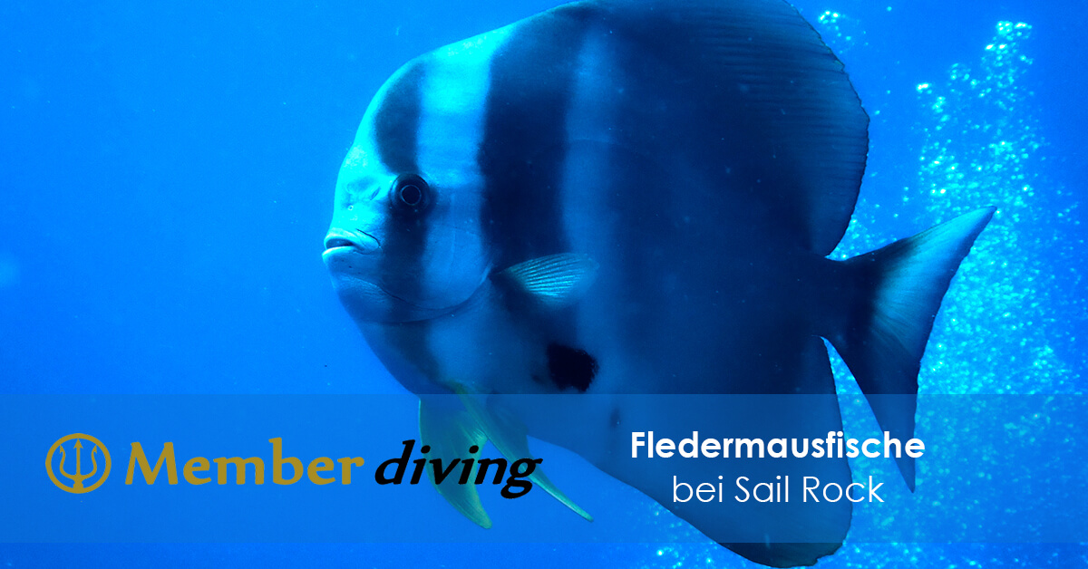 Fledermausfische bei Sail Rock