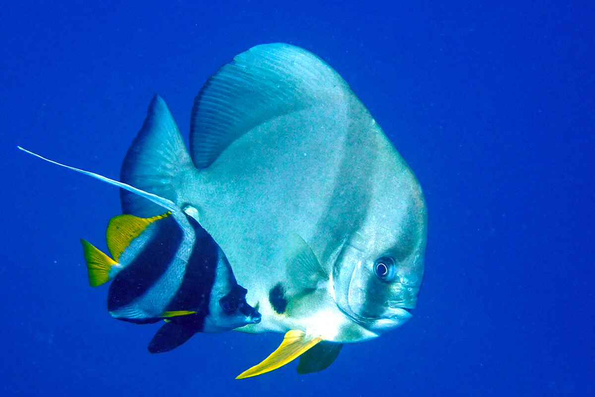 Platax (Batfish)