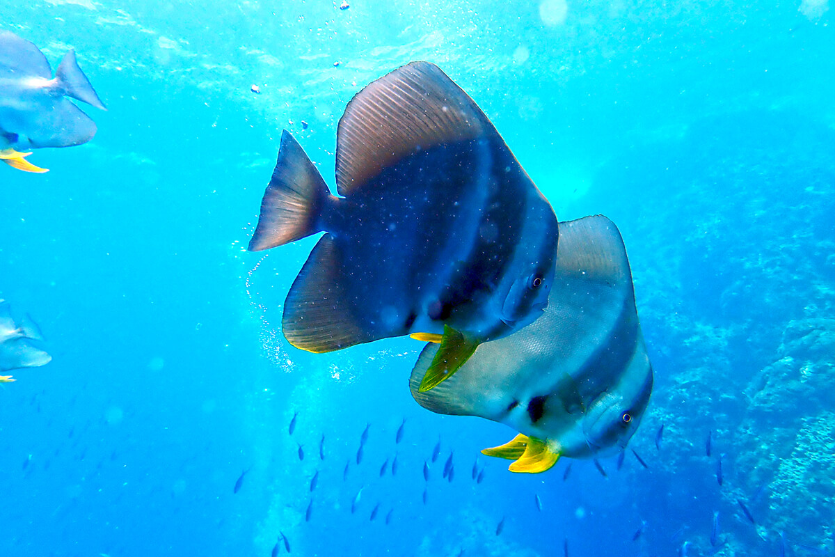 Platax (Batfish)