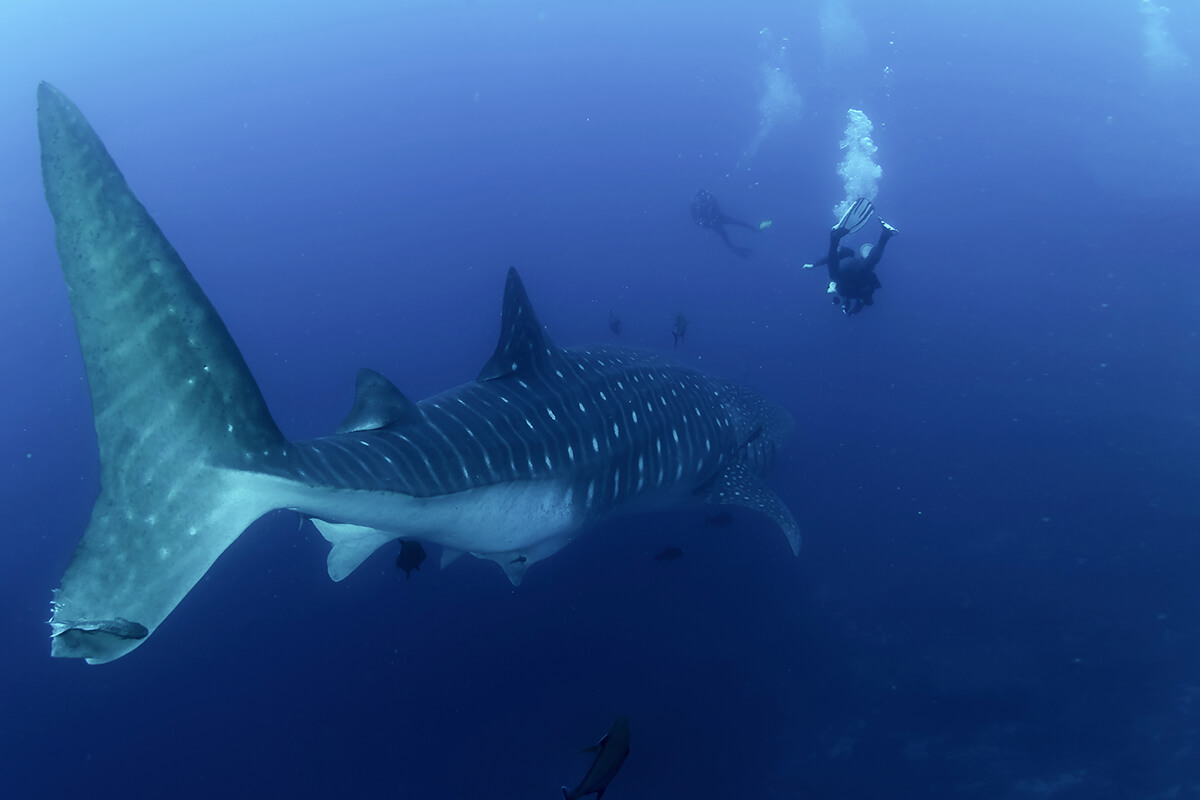 Conclusion: A Dive to Remember Conclusion: A Dive to Remember