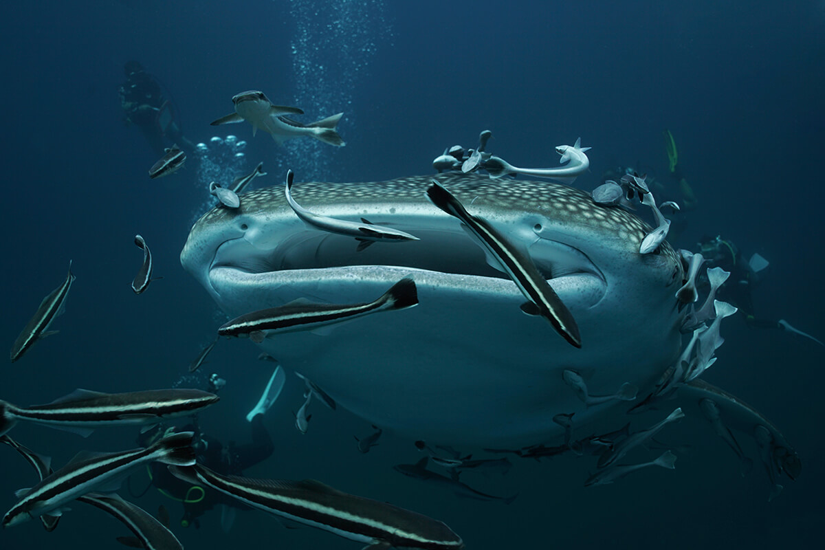 Scuba Diving Sustainably with Whale Sharks Scuba Diving Sustainably with Whale Sharks