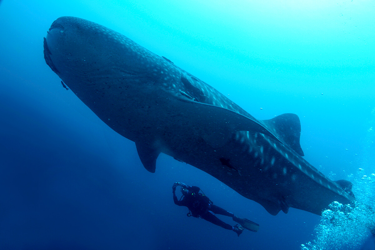 Warum Member Diving wählen? Warum Member Diving wählen?