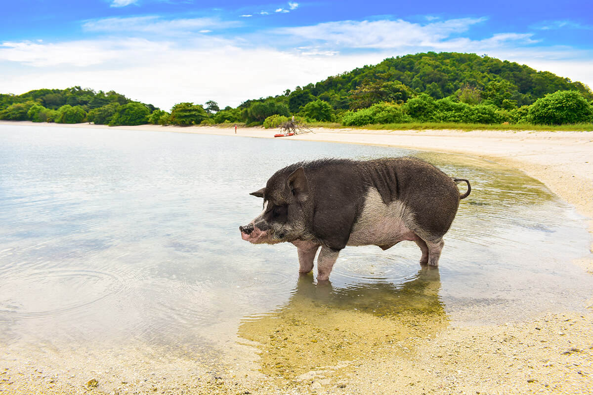 Koh Madsum (Schweineinsel) Koh Madsum (Schweineinsel)