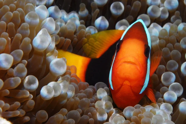 The spots we visit during our dive trips are full of fish and other underwater life, there's literally something happening in every direction you're watching, so keep your eyes open 👀🐠#KohTao #MemberDiving #DivingThailand #AngThongnationalmarinepark #nature #summerfeeling #KohSamui #Thailand #paradise #summer #boat #sailing #amazingThailand #nature #nationalpark #adventure #marinepark #holiday #sunset #sun #luxury #vacation #whales #sightseeing #BoutiqueYachtingKohSamui